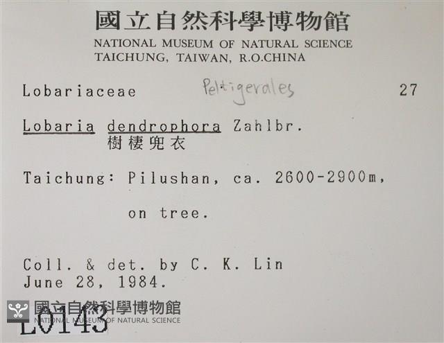 樹棲兜衣藏品圖，第2張