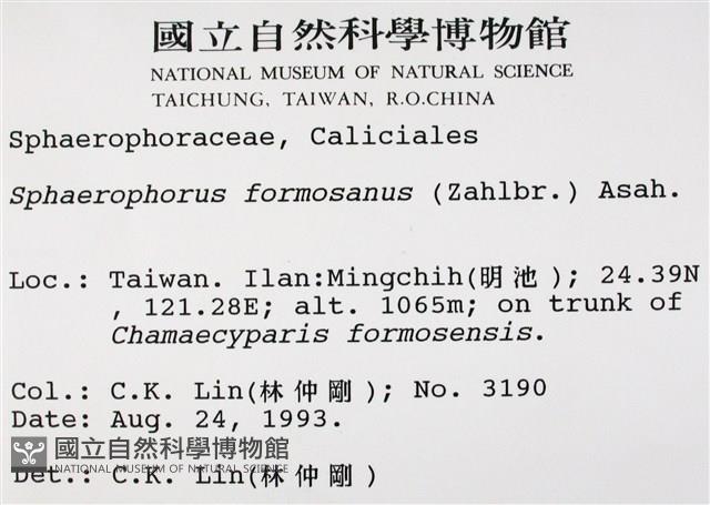 台灣球粉衣藏品圖，第2張