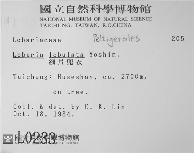 細片兜衣藏品圖，第2張