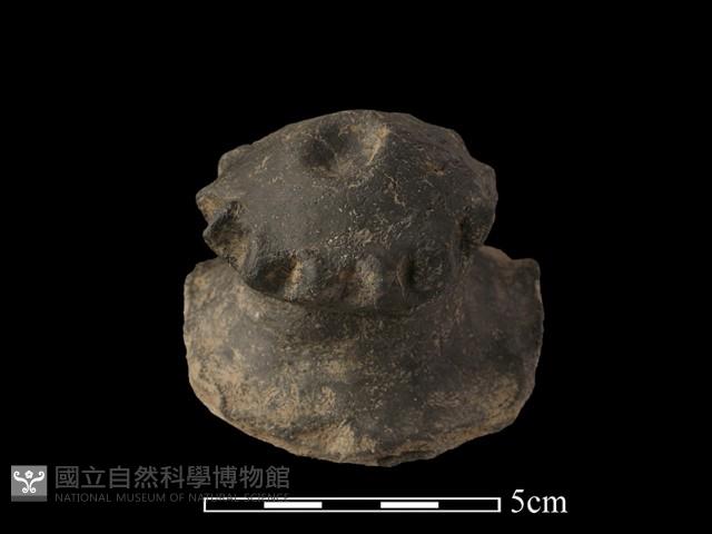 陶蓋鈕藏品圖，第4張