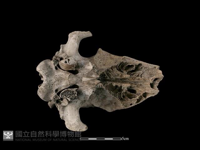 Accession Number:CSCSNS-2019-AB0556 Collection Image, Figure 4, Total 5 Figures