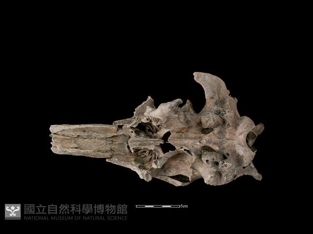 豬骨藏品圖，第4張