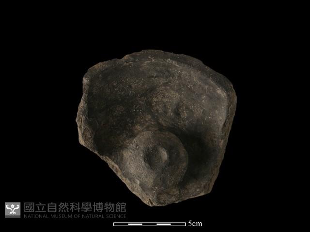 陶蓋鈕藏品圖，第3張