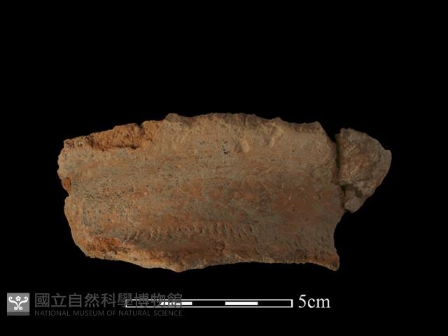 陶罐藏品圖，第3張