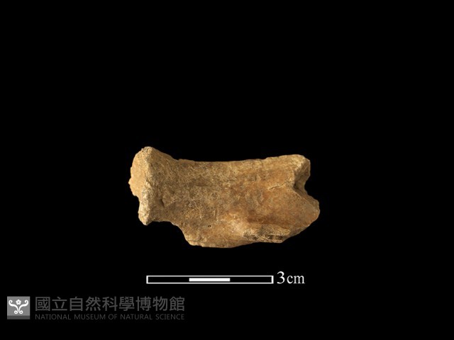 獸骨藏品圖，第2張