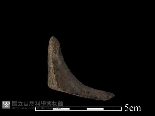 陶罐藏品圖，第1張