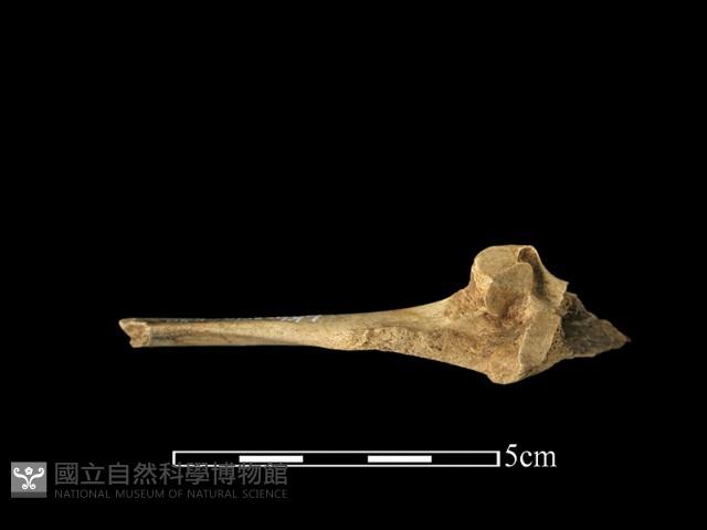 獸骨藏品圖，第1張