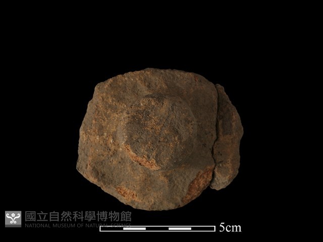 陶蓋鈕藏品圖，第2張