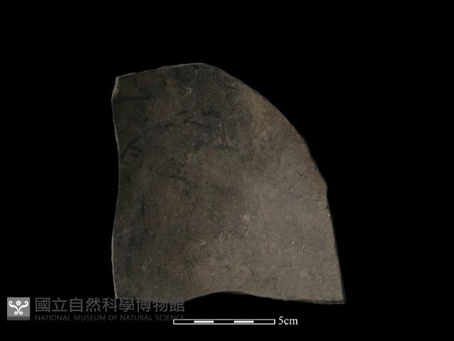 陶片藏品圖，第1張