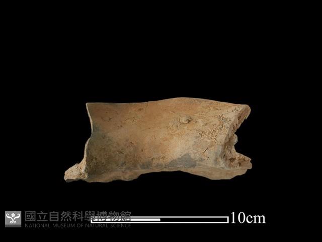 陶罐藏品圖，第1張