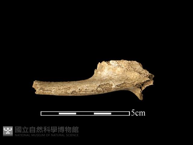 獸骨藏品圖，第2張