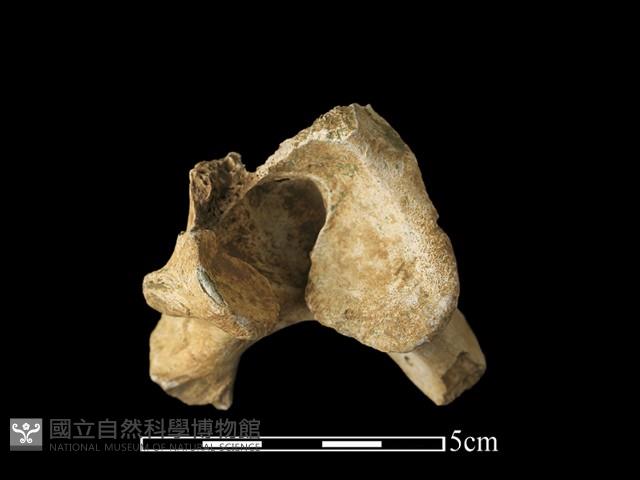 鹿骨藏品圖，第2張