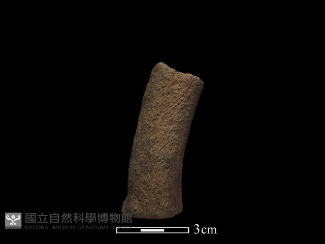 獸足藏品圖，第2張