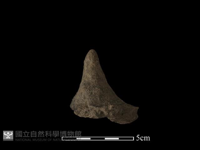 陶蓋鈕藏品圖，第1張