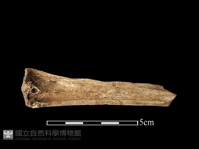 獸骨藏品圖，第2張