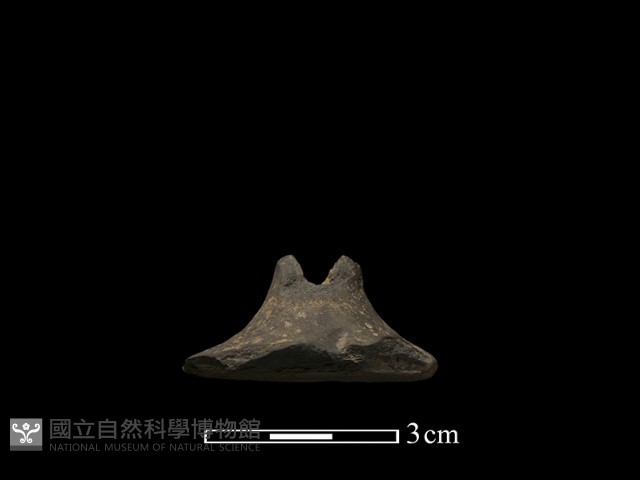 紡輪藏品圖，第3張