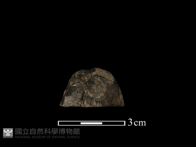紡輪藏品圖，第2張