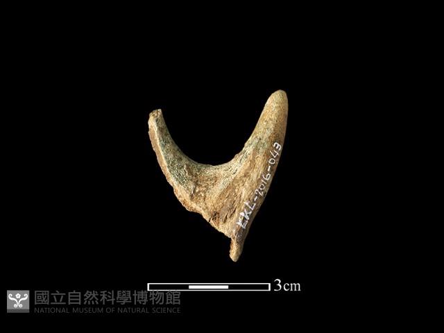 獸骨藏品圖，第2張