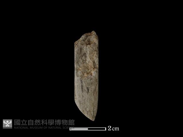 錛鑿形器藏品圖，第1張