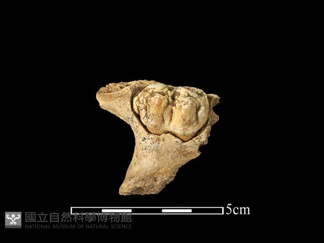 豬骨藏品圖，第1張