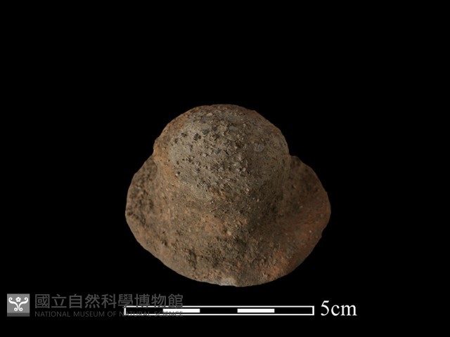 陶蓋鈕藏品圖，第2張