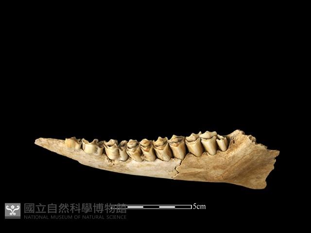 鹿骨藏品圖，第2張