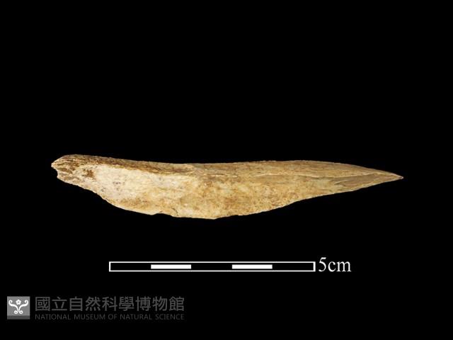 獸骨藏品圖，第1張