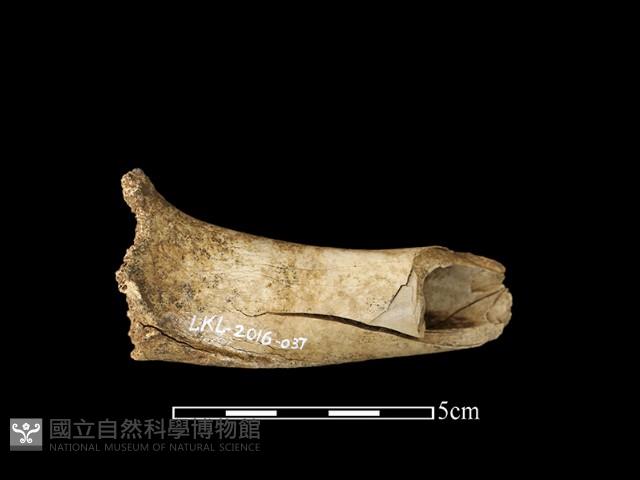 鹿骨藏品圖，第1張