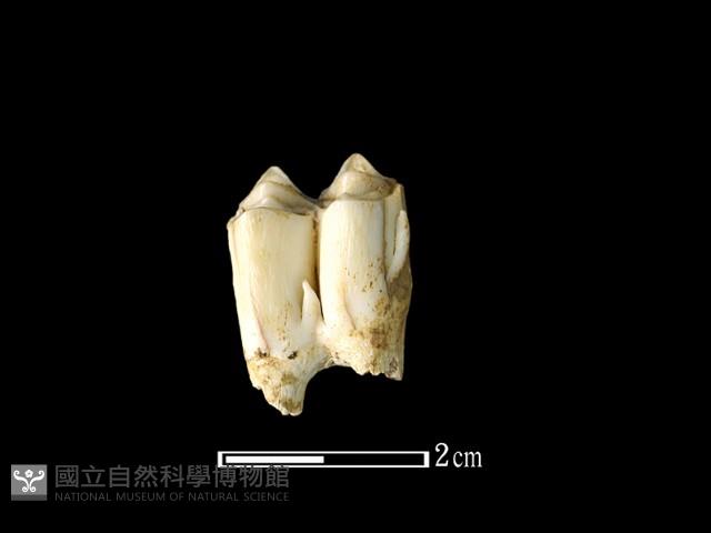 鹿骨藏品圖，第2張