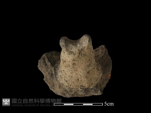 陶蓋鈕藏品圖，第3張