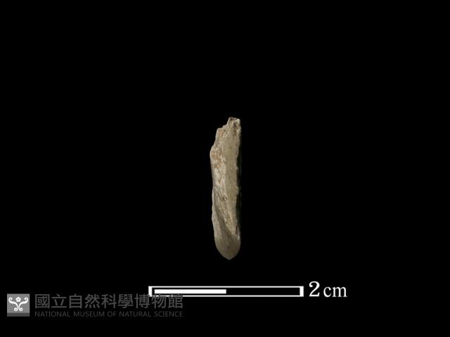 錛鑿形器藏品圖，第2張