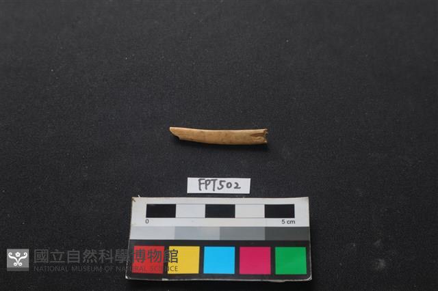 魚骨藏品圖，第2張