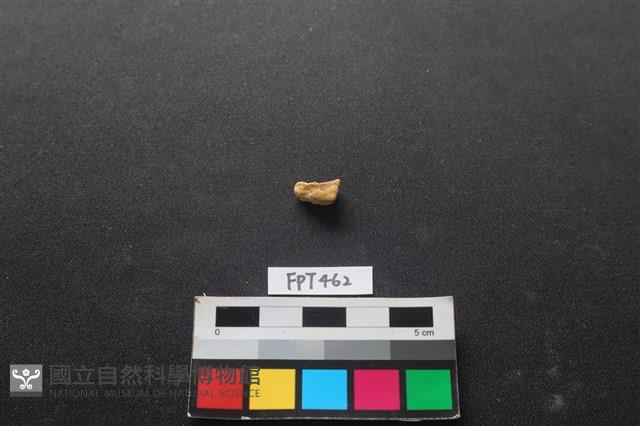 鹿骨藏品圖，第2張