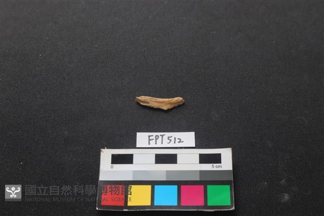 魚骨藏品圖，第2張