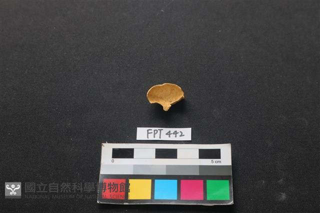 鹿骨藏品圖，第2張