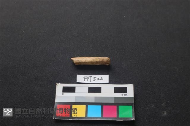 魚骨藏品圖，第2張