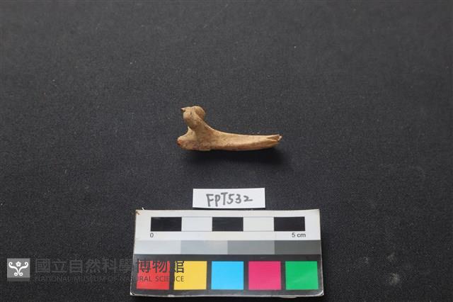 魚骨藏品圖，第2張