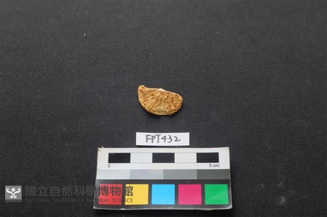 鹿骨藏品圖，第2張