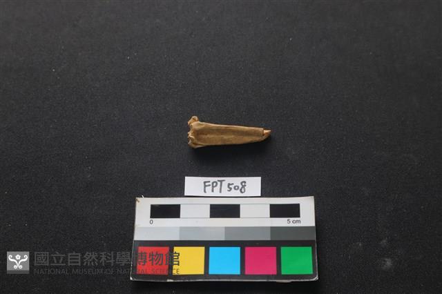 魚骨藏品圖，第2張