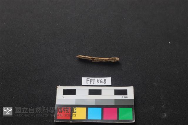 魚骨藏品圖，第2張