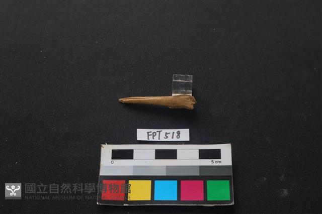 魚骨藏品圖，第2張