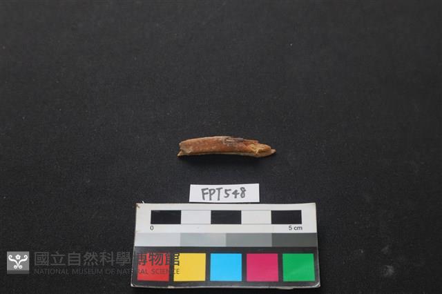 魚骨藏品圖，第2張