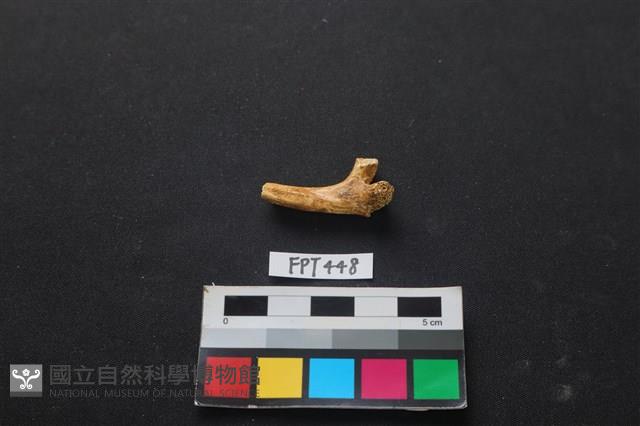 鹿骨藏品圖，第2張