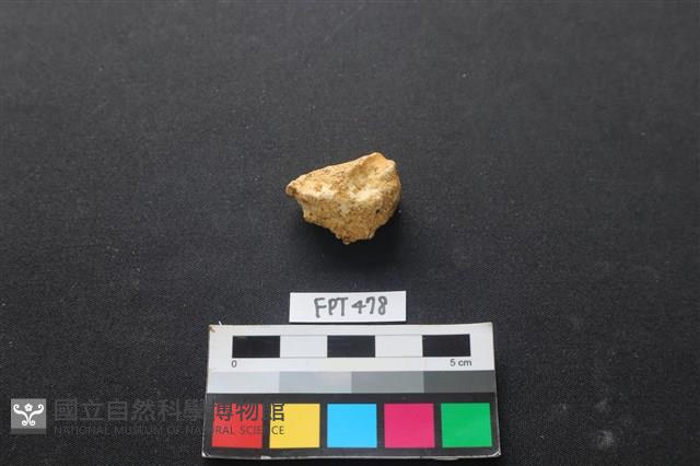 鹿骨藏品圖，第2張