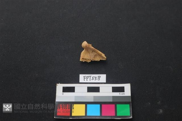 魚骨藏品圖，第2張