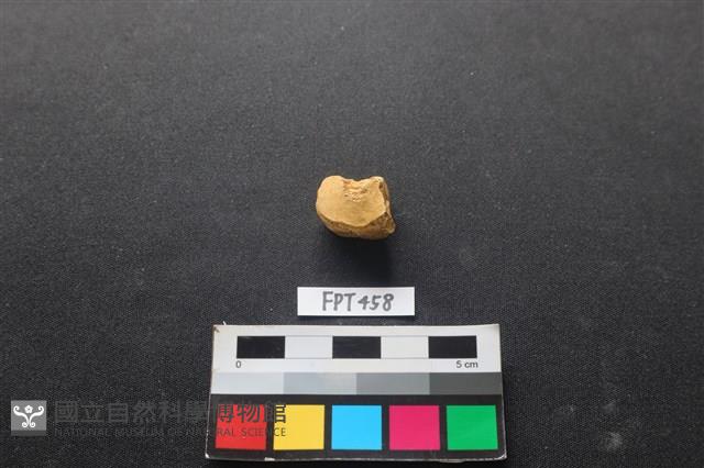 鹿骨藏品圖，第2張