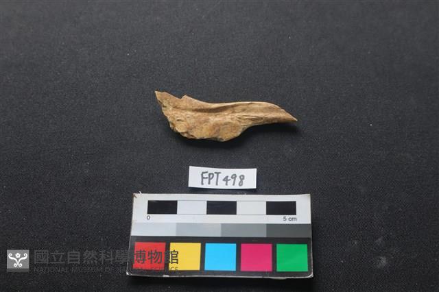 魚骨藏品圖，第2張