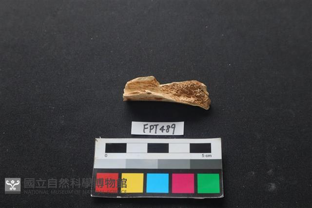 哺乳類動物骨藏品圖，第2張