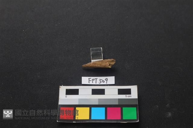 魚骨藏品圖，第2張
