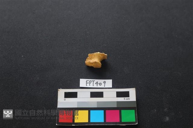 鹿骨藏品圖，第2張